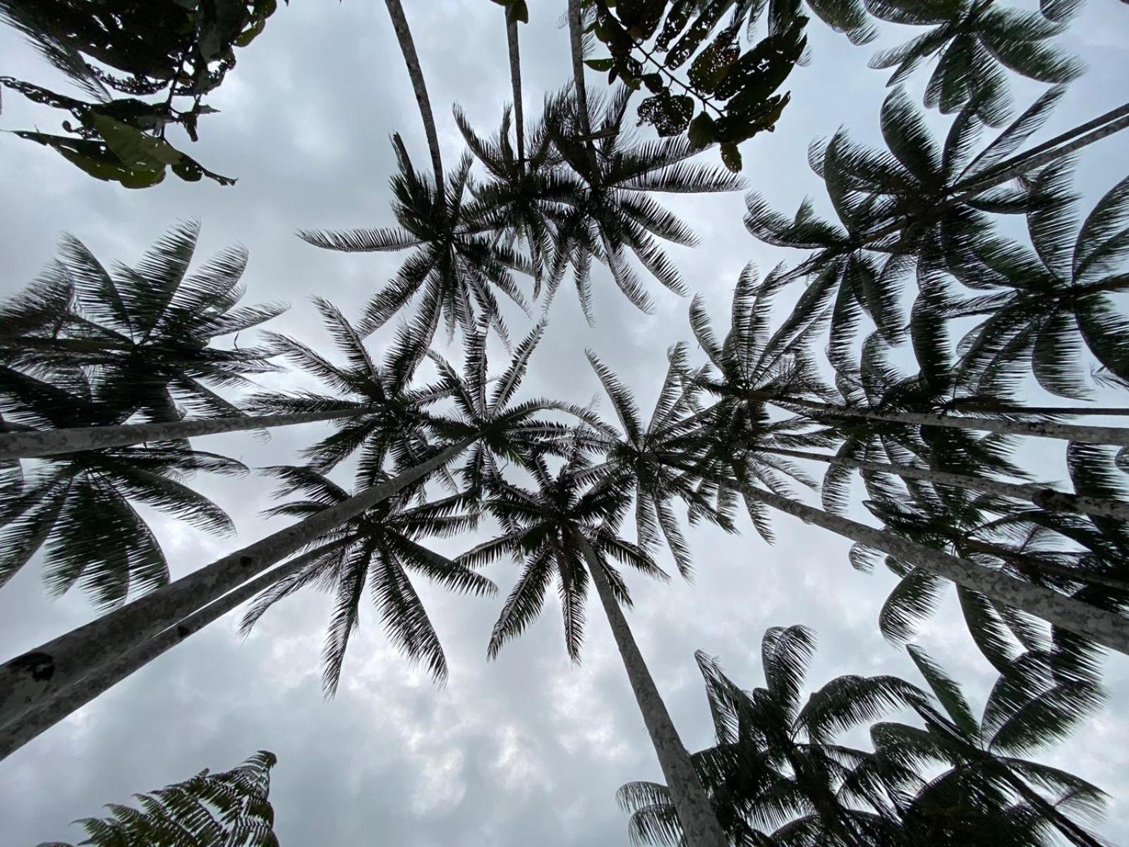 Amazon Acai Lodge Leticia Eksteriør bilde